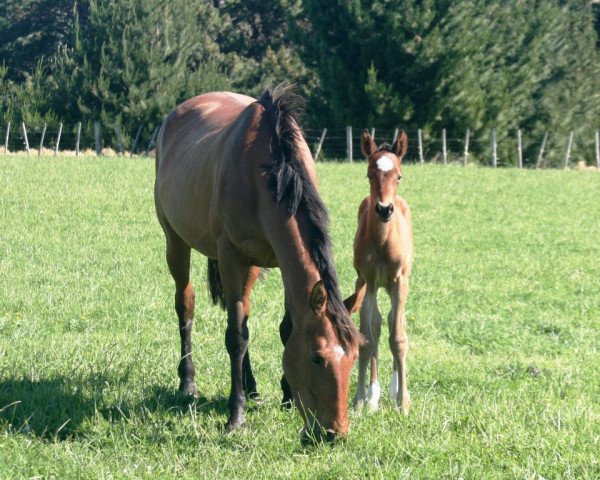 Zuchtstute Violet (Neuseeländisches Warmblut, 2009, von Rubynea)