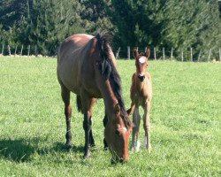 broodmare Violet (New Zealand Warmblood, 2009, from Rubynea)