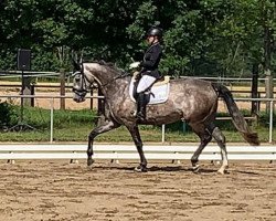 dressage horse Donessa 4 (Hanoverian, 2016, from Don Nobless)