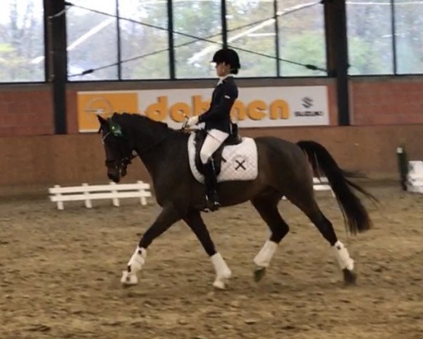 dressage horse Night-Fly (German Riding Pony, 2008, from Night-Power)