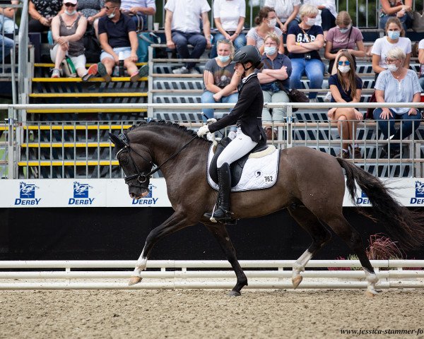 stallion Valido's Grey L'Amour G (German Riding Pony, 2017, from Valido's Grey Star G)