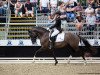 Deckhengst Valido's Grey L'Amour G (Deutsches Reitpony, 2017, von Valido's Grey Star G)