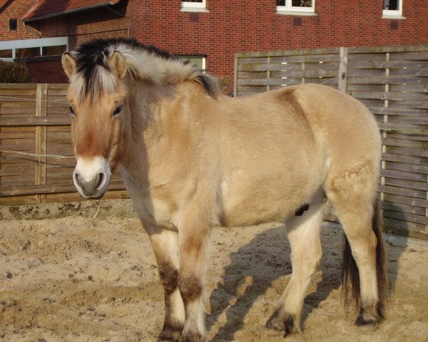 Pferd Renja (Fjordpferd, 1992, von Rei Romanow)