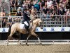 stallion Steendieks Diego Diaz (German Riding Pony, 2017, from Steendieks Morgensterns Dalai)