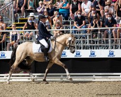 Deckhengst Steendieks Diego Diaz (Deutsches Reitpony, 2017, von Steendieks Morgensterns Dalai)