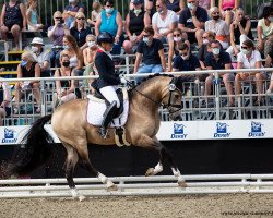 Deckhengst Steendieks Centurion (Deutsches Reitpony, 2017, von FS Chambertin)