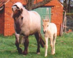 broodmare Sydne Nele (Fjord Horse, 1981, from Stanley)