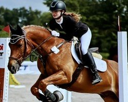 dressage horse Paul Panther 7 (German Riding Pony, 2015, from Coelenhage's Purple Rain)