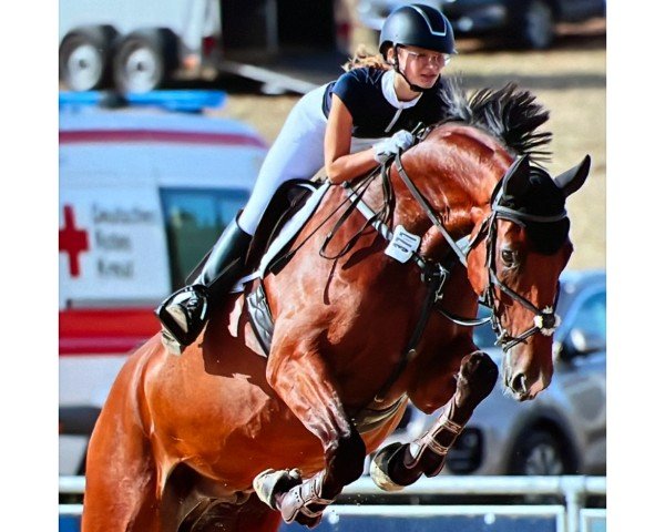 Springpferd Pilostar (Rheinländer, 2018, von Pilothago Dxb)