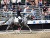 stallion Sietlands Future (German Riding Pony, 2017, from Future Dream)