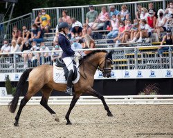 stallion New Prince M (German Riding Pony, 2017, from Naseweiss Z)