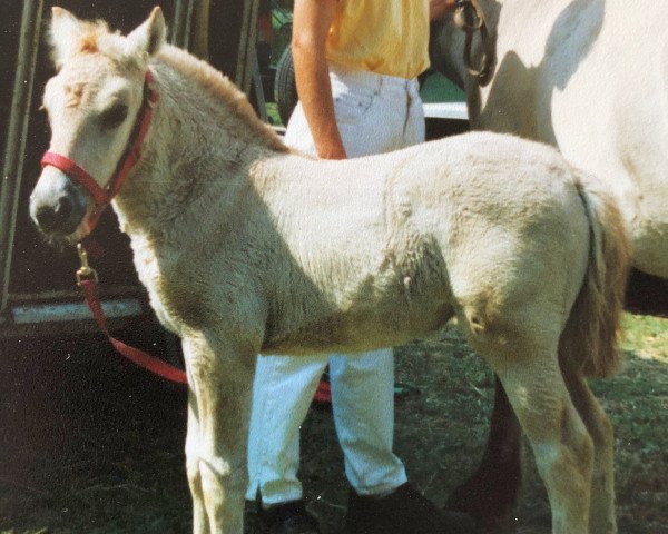 horse Stute von Hallodri (Fjord Horse, 1995, from Hallodri)