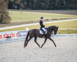 dressage horse Fabergé 32 (Hanoverian, 2020, from Fürstenball)