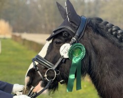 dressage horse Flash 334 (Pony without race description, 2014)