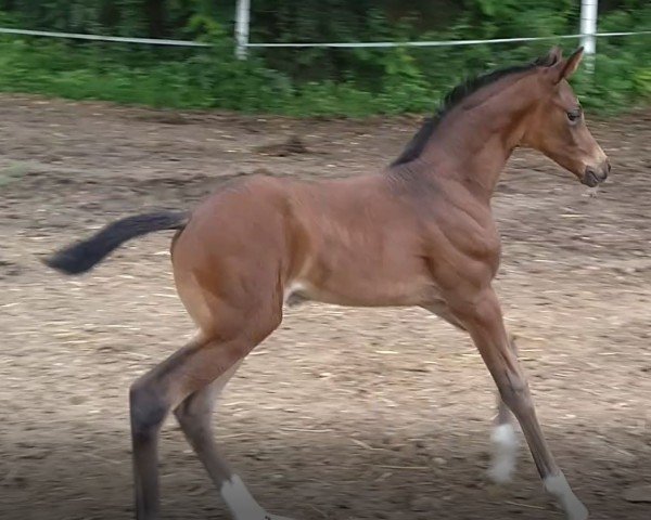 broodmare Sirafina (Hanoverian, 2020, from Sir Donnerhall I)