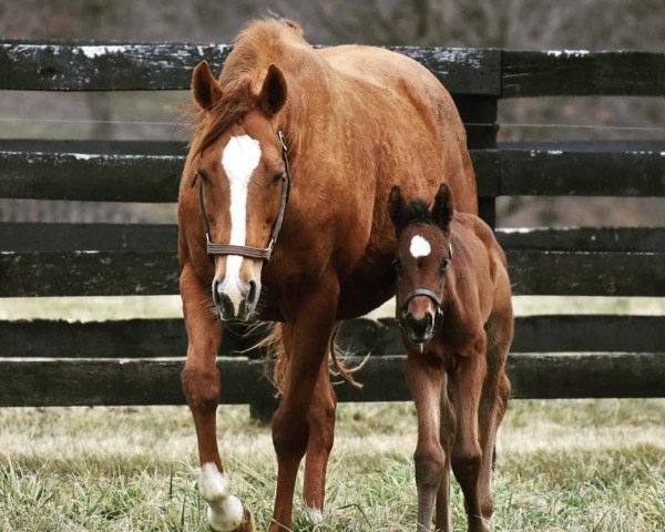 horse Stute von Hard Spun xx (Thoroughbred, 2021, from Hard Spun xx)