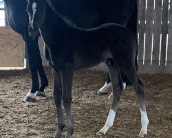 dressage horse Dancelot (Hanoverian, 2022, from Dancier Gold FRH)