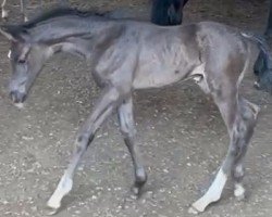 dressage horse Nebula (Hanoverian, 2023, from Negro)