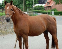 broodmare Estrella (Hanoverian, 2004, from Earl)