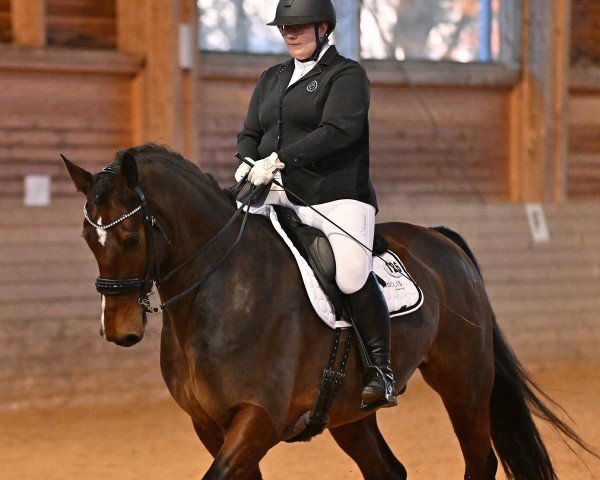 dressage horse Fürst Ernst (Hanoverian, 2015, from Fürst Belissaro)