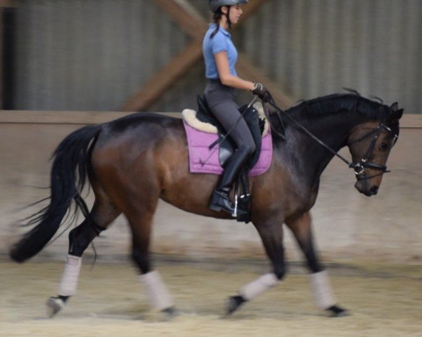 broodmare H Hestia (Hanoverian, 2012, from Hohenstein I)