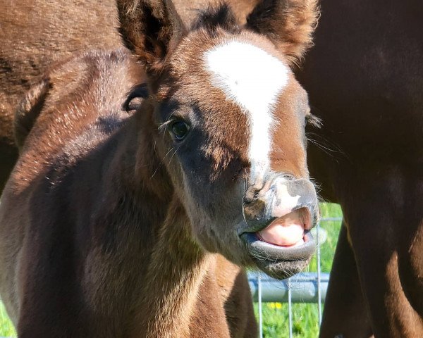 horse Stute von Into Mischief xx (Thoroughbred, 2021, from Into Mischief xx)