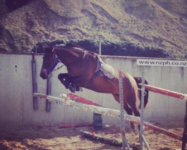 horse Atlantis (New Zealand Warmblood, 2010, from Oberon du Moulin)