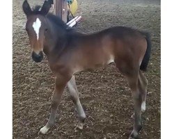 dressage horse Elantis (Hanoverian, 2023, from Estobar NRW)