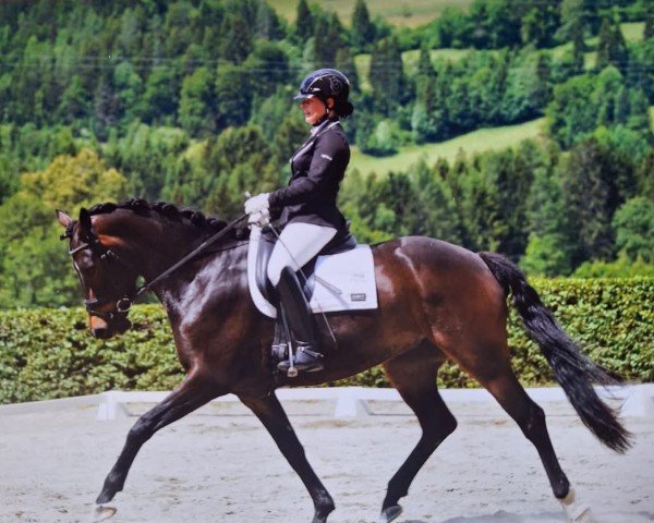 dressage horse Wahres Glück ANW (Oldenburg, 2019, from Asgard's Ibiza)