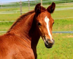 Dressurpferd Top Gun Gold ANW (Österreichisches Warmblut, 2022, von Toto Gold)