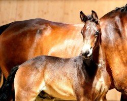 dressage horse Touch of Totilas ANW (Oldenburg, 2023, from Totilas)