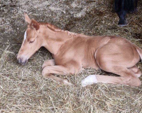 foal by Qestia (Hanoverian, 2024, from Qandide)