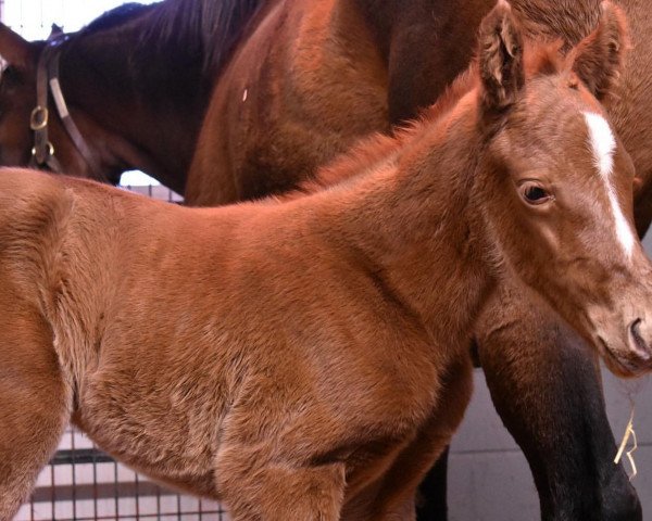 horse Stute von Tonalist xx (Thoroughbred, 2021, from Tonalist xx)