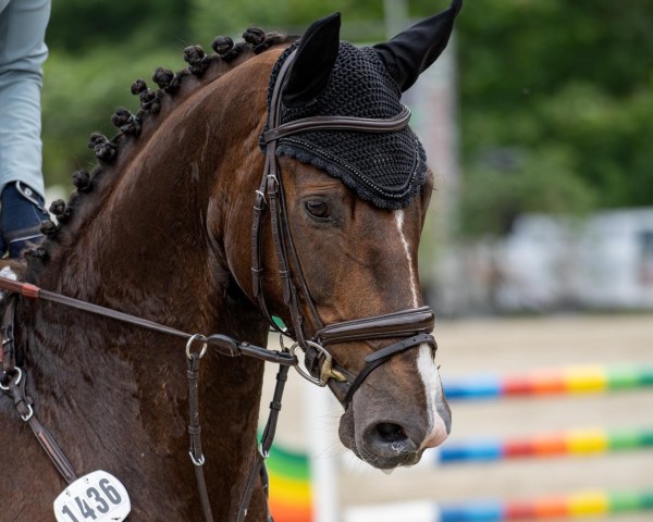 Springpferd Von Herzen 9 (Hannoveraner, 2017, von Vitalis)
