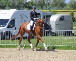 dressage horse Alcacer 3 (Westphalian, 2016, from All At Once)