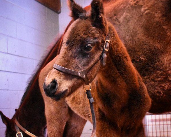 horse Hengst von Street Sense xx (Thoroughbred, 2021, from Street Sense xx)