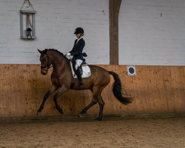 dressage horse Fraser River G (Hanoverian, 2020, from Fürsten-Look)