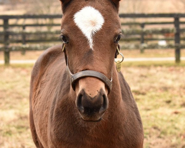 horse Stute von Vino Rosso xx (Thoroughbred, 2021, from Vino Rosso xx)