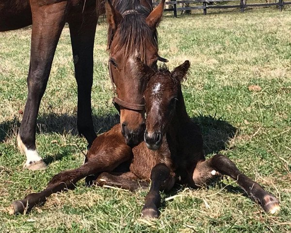 horse Stute von Frosted xx (Thoroughbred, 2021, from Frosted xx)