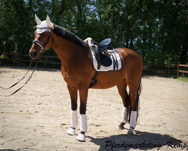 horse Lennox Brown (Rhinelander, 2003, from Lord Lancer)