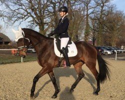 dressage horse Bonnibee (KWPN (Royal Dutch Sporthorse), 2006)