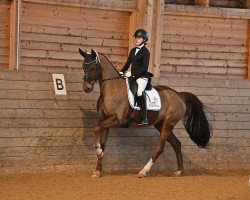 dressage horse Feline 135 (Oldenburg, 2014, from Fürst Wilhelm)