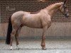 dressage horse Mardi 3 (KWPN (Royal Dutch Sporthorse), 2017, from Fürst Romancier)