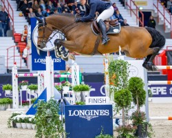 jumper Canto Bruno (Oldenburg show jumper, 2011, from Cantoblanco)