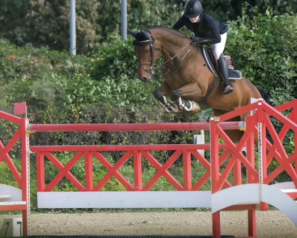 Springpferd Canto Bruno (Oldenburger Springpferd, 2011, von Cantoblanco)