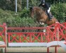 jumper Canto Bruno (Oldenburg show jumper, 2011, from Cantoblanco)