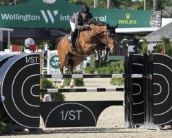 jumper Lupina Colada (KWPN (Royal Dutch Sporthorse), 2016, from Grandorado TN)