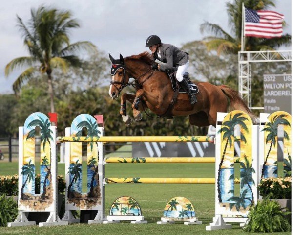 jumper Larderello (KWPN (Royal Dutch Sporthorse), 2016, from Arezzo VDL)