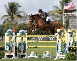 jumper Larderello (KWPN (Royal Dutch Sporthorse), 2016, from Arezzo VDL)