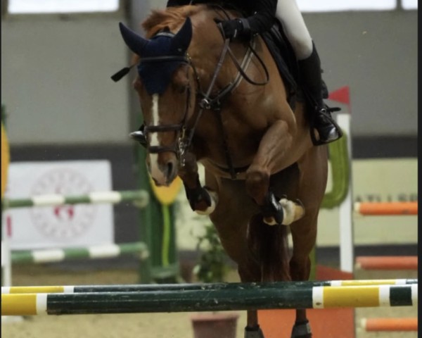 Pferd Papillon du Tilleul (Belgisches Warmblut, 2015, von Flipper d'Elle)